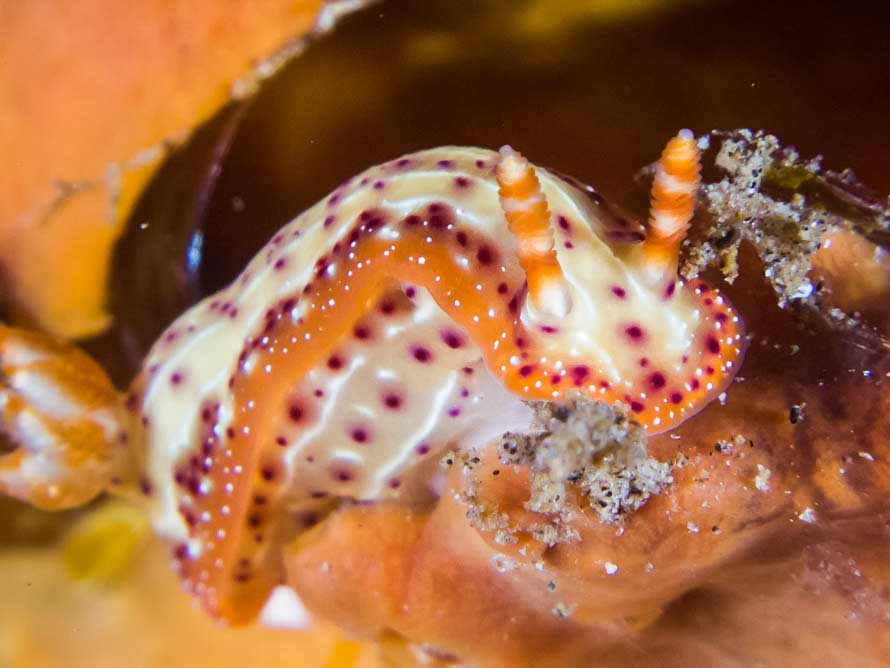 Hypselodoris decorata