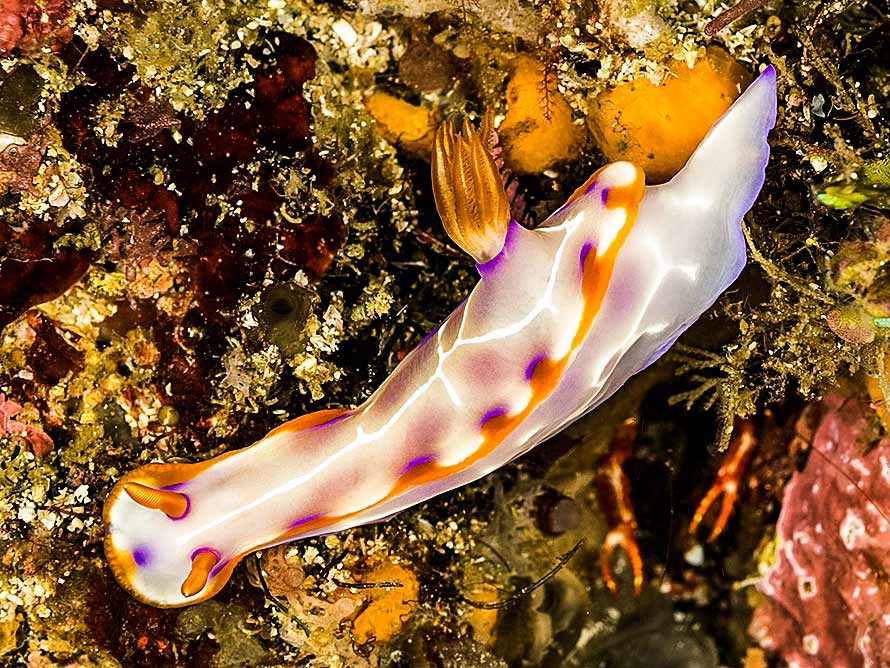 Hypselodoris iacula