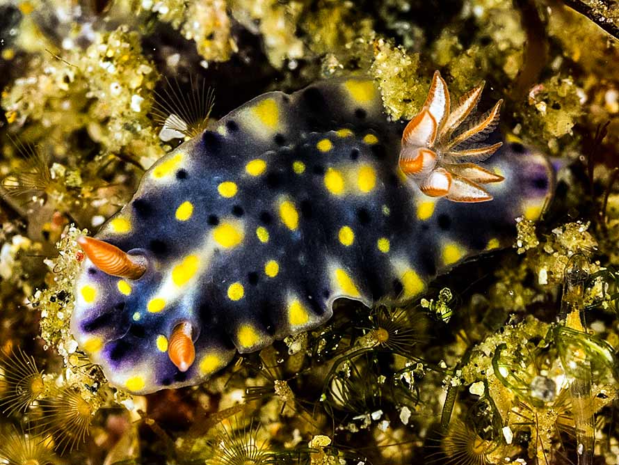 Hypselodoris infucata