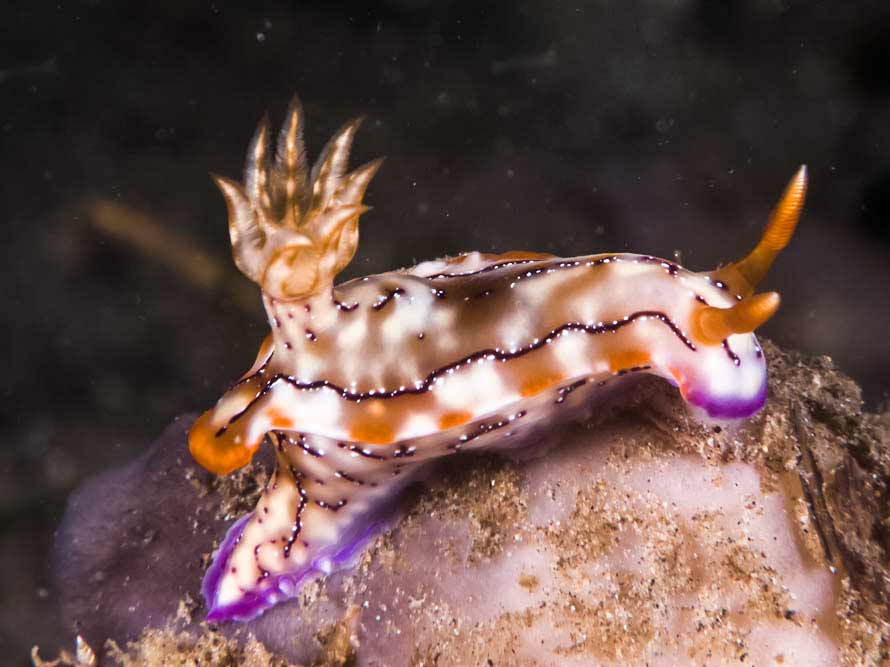 Hypselodoris krakatoa