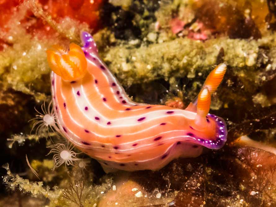 Hypselodoris maculosa