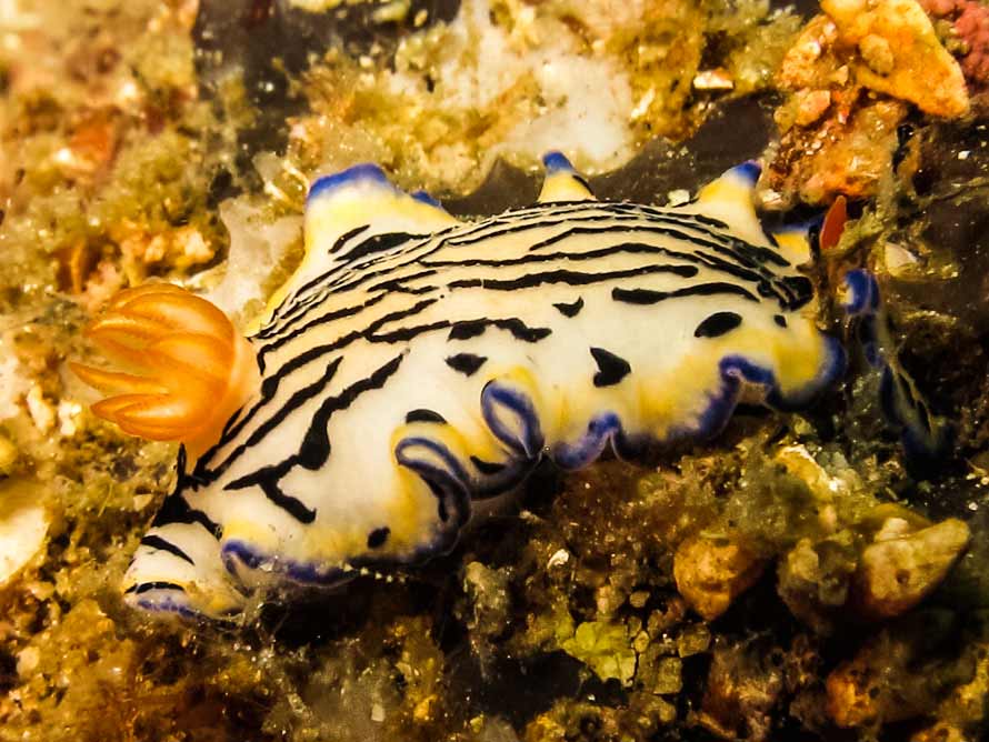 Hypselodoris maritima