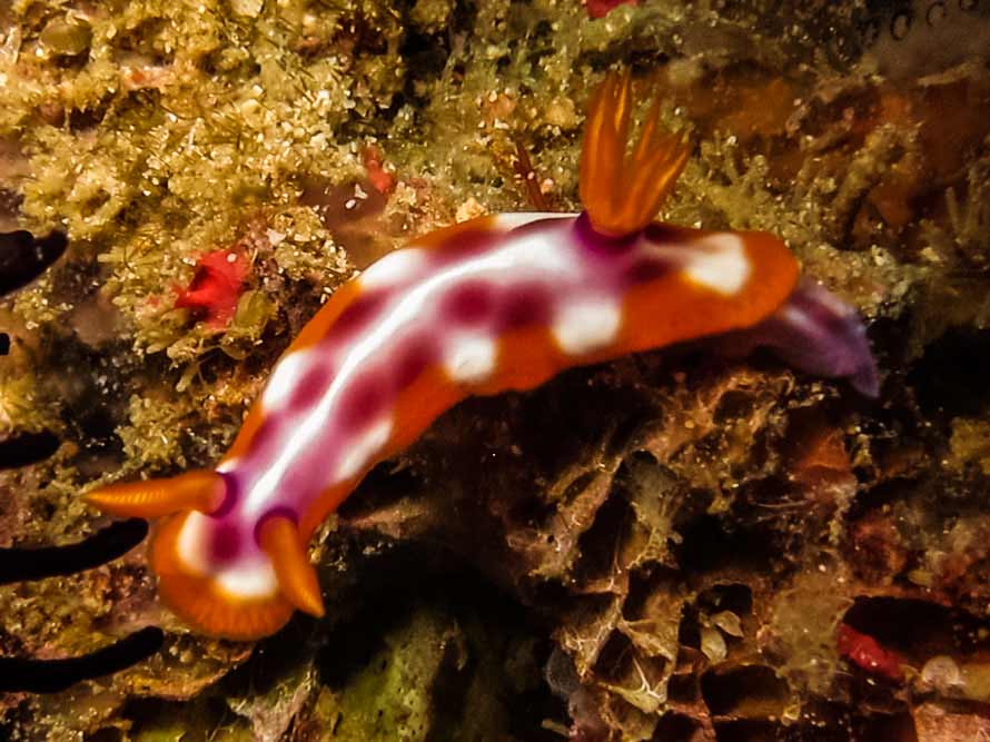 Hypselodoris purpureomaculosa