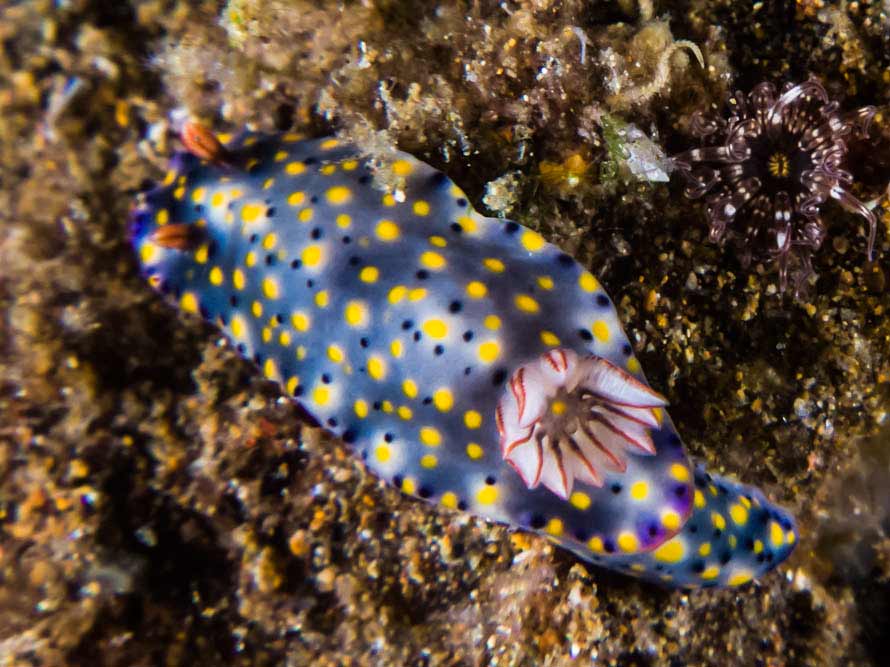 Hypselodoris roo