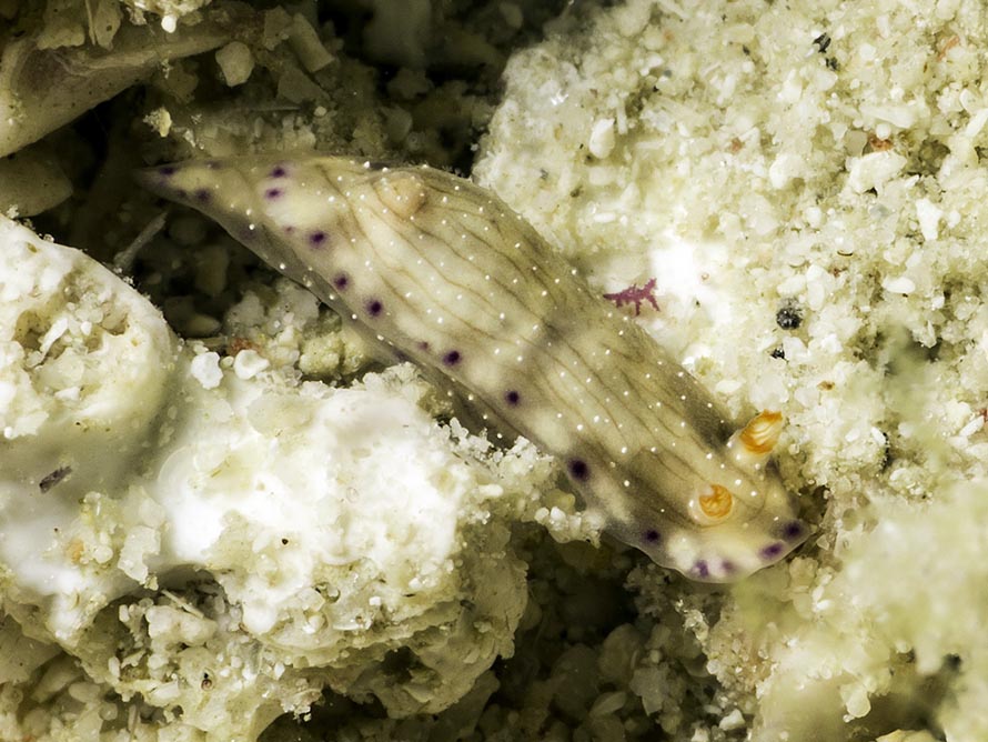 Hypselodoris skyleri