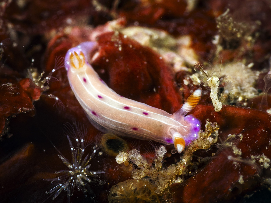 Hypselodoris sp. G