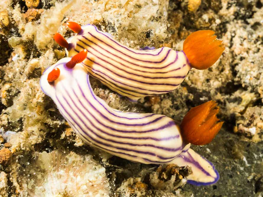 Hypselodoris whitei