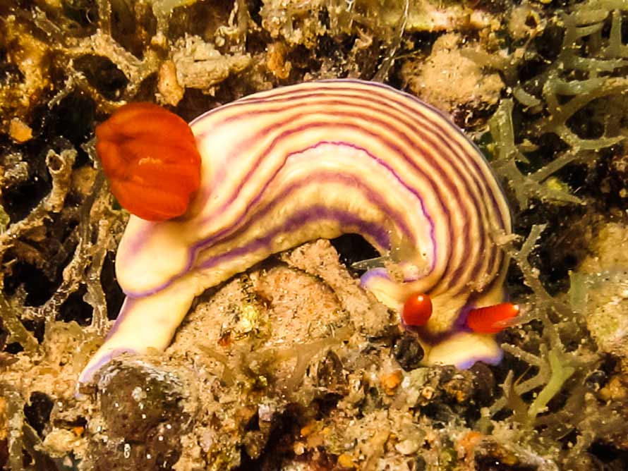 Hypselodoris whitei