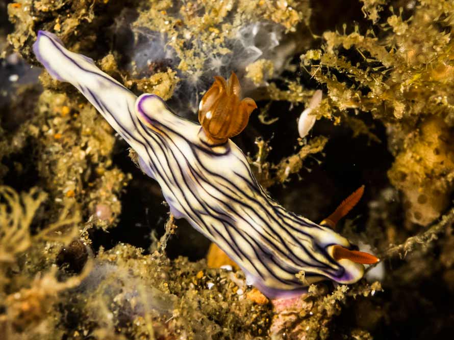 Hypselodoris zephyra