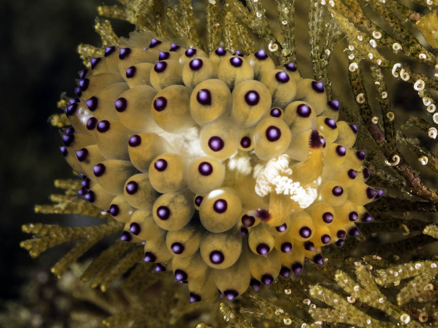 Janolus tricellariodes