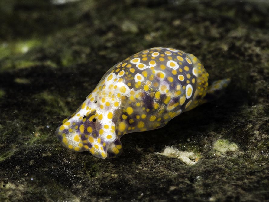 Lamprohaminoea ovalis