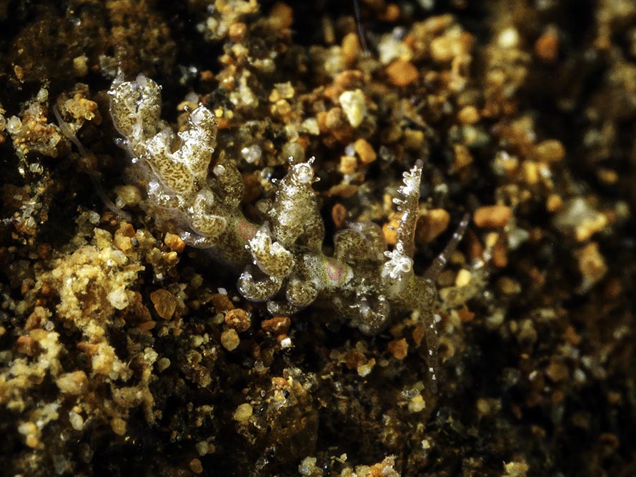 Limenandra fusiformis