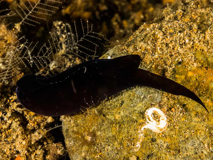 Mariaglaja tsurugensis