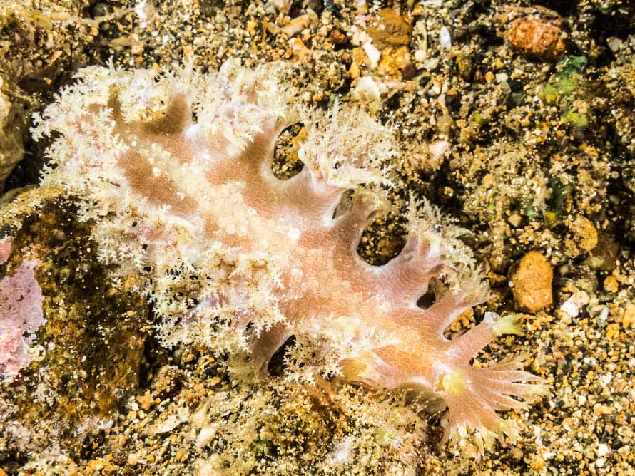 Marionia arborescens