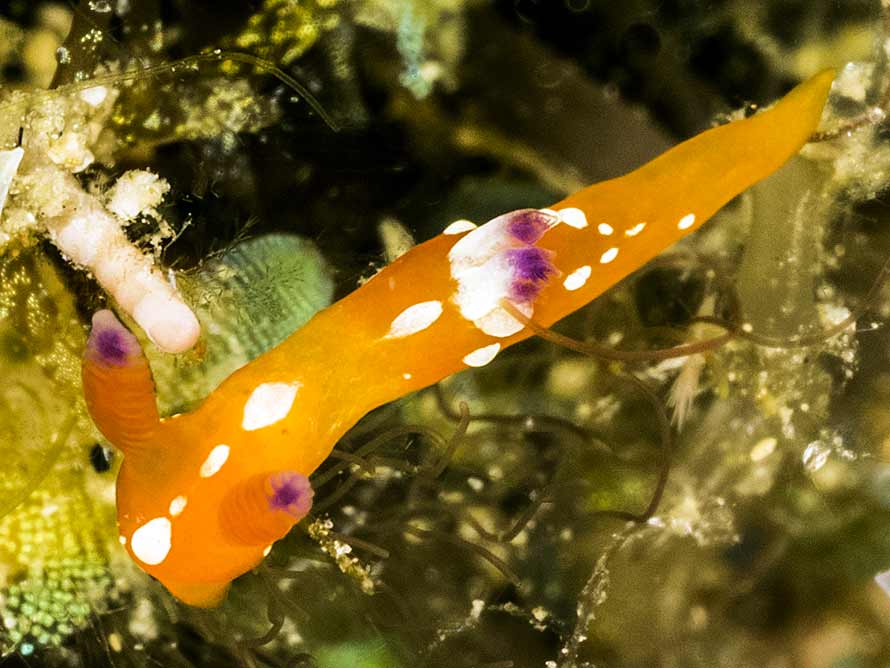 Martadoris limaciformis