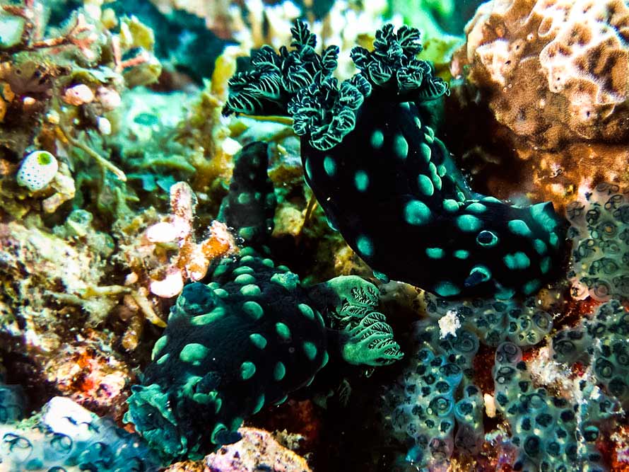 Nembrotha cristata