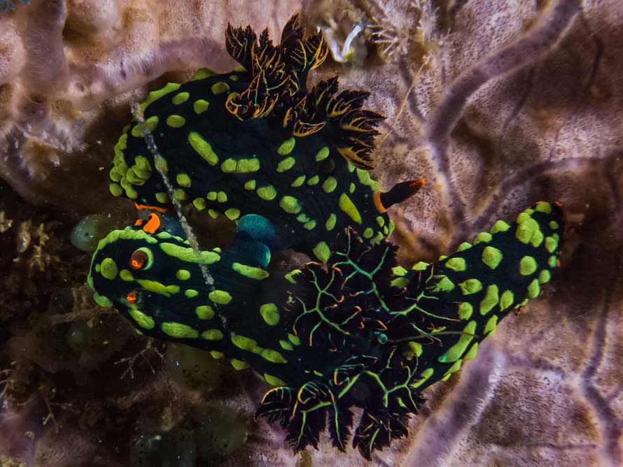 Nembrotha kubaryana