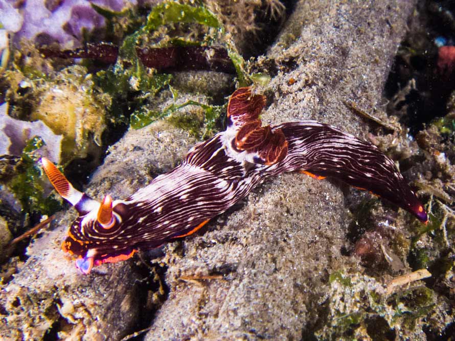 Nembrotha livingstonei