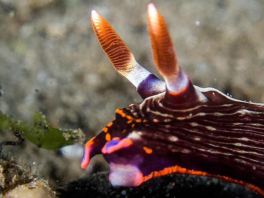 Nembrotha livingstonei