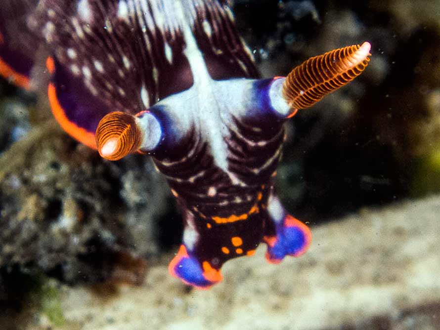 Nembrotha livingstonei