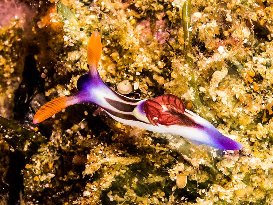Nembrotha sp. 2 