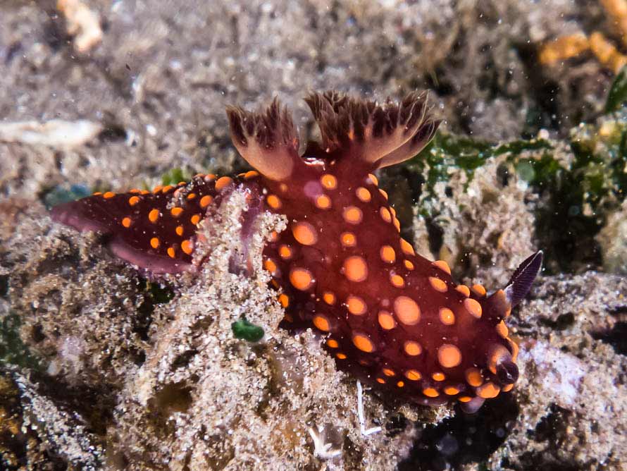 Nembrotha sp. A