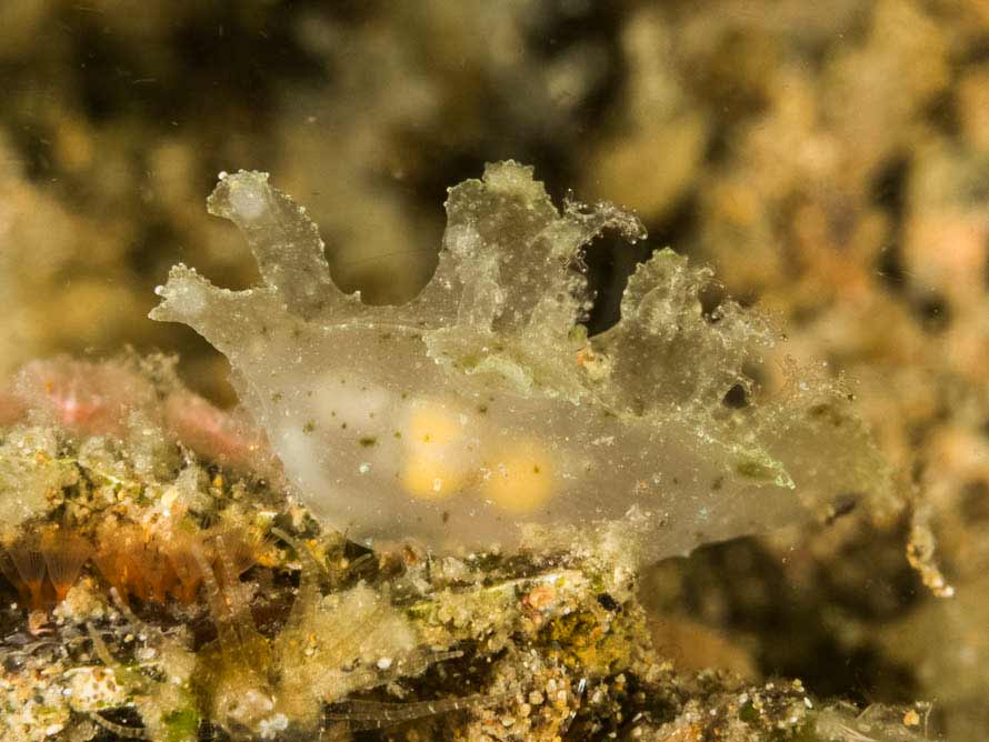 Notobryon sp. 2