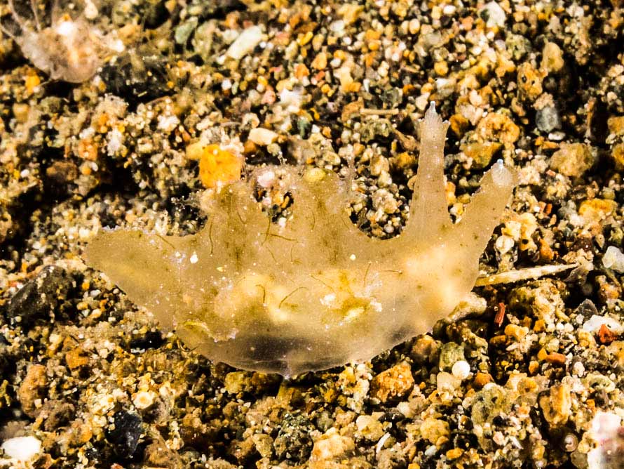 Notobryon sp. 2