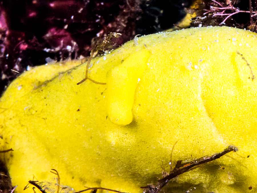 Notodoris citrinus