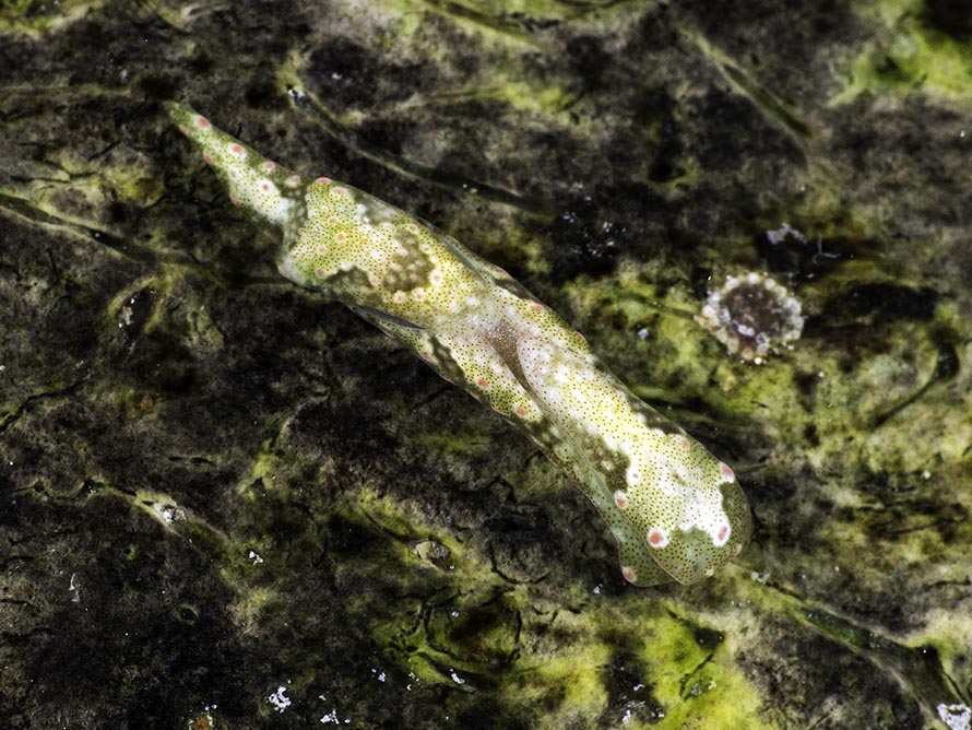 Odontoglaja guamensis