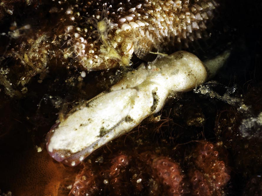 Odontoglaja sp. 3