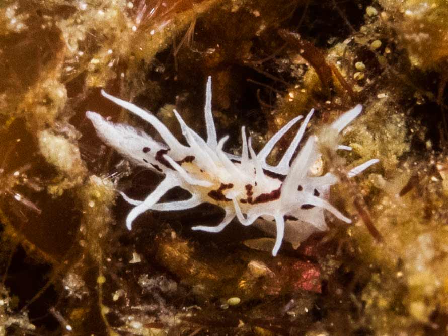 Okenia brunneomaculata