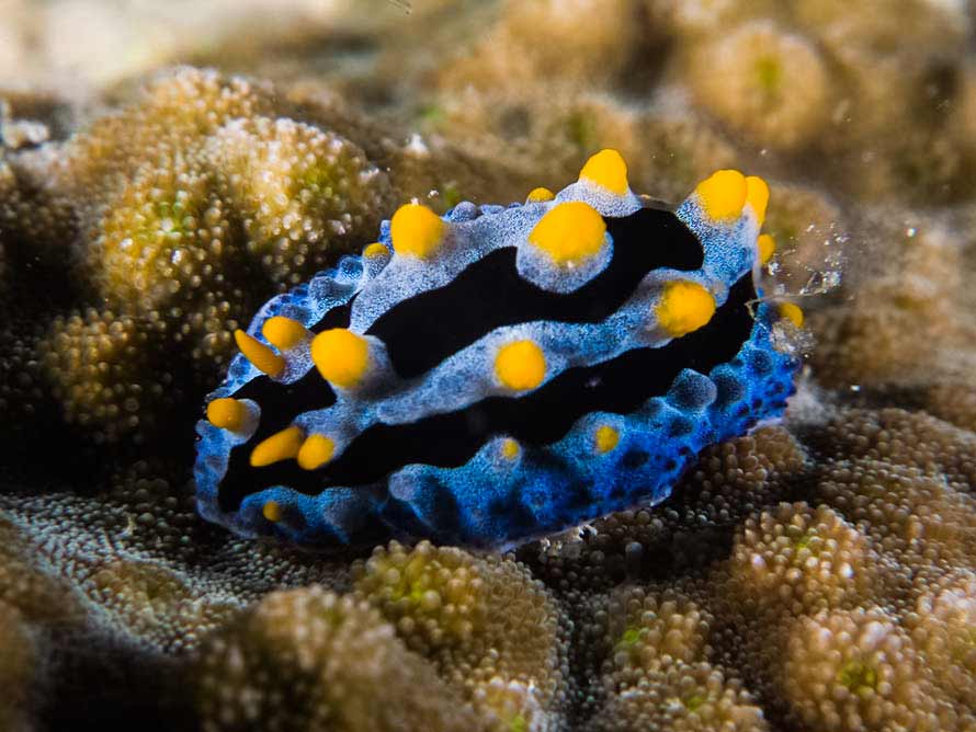 Phyllidia coelestis