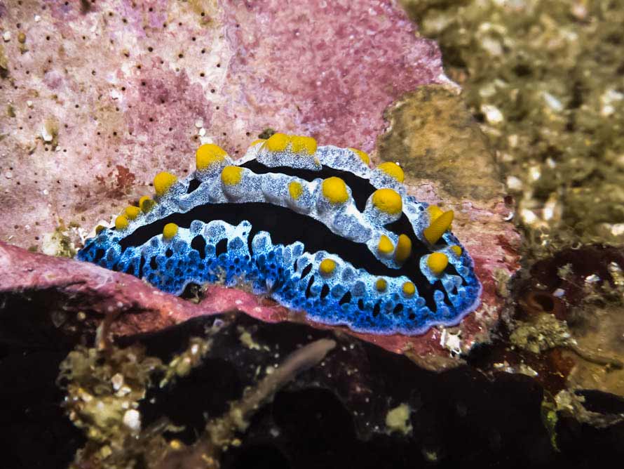 Phyllidia coelestis