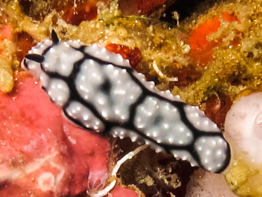 Phyllidiella annulata