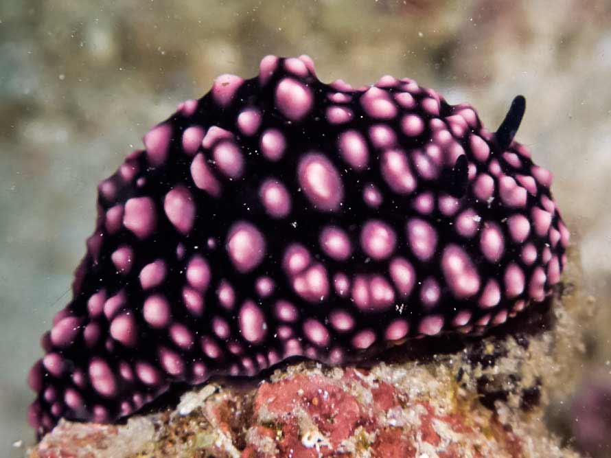 Phyllidiella nigra