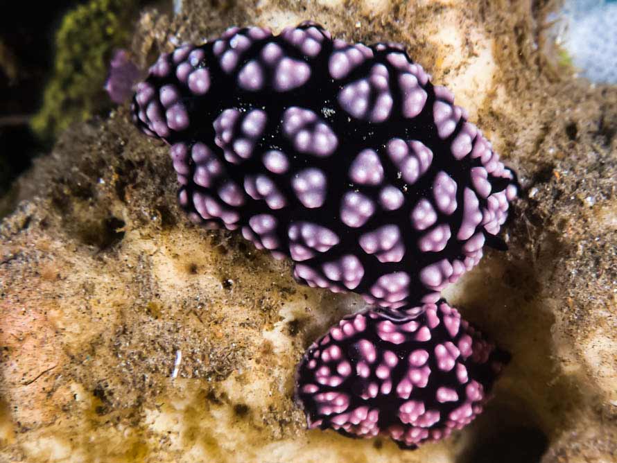 Phyllidiella pustulosa