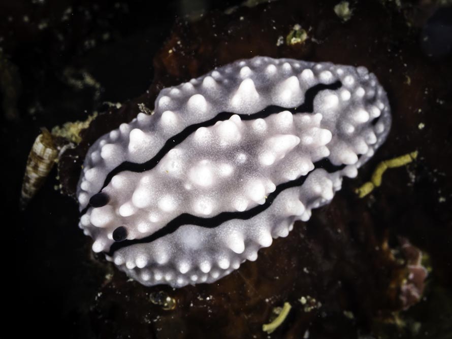 Phyllidiella rudmani