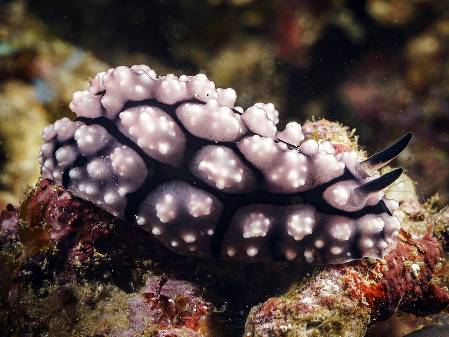 Phyllidiella sp. D