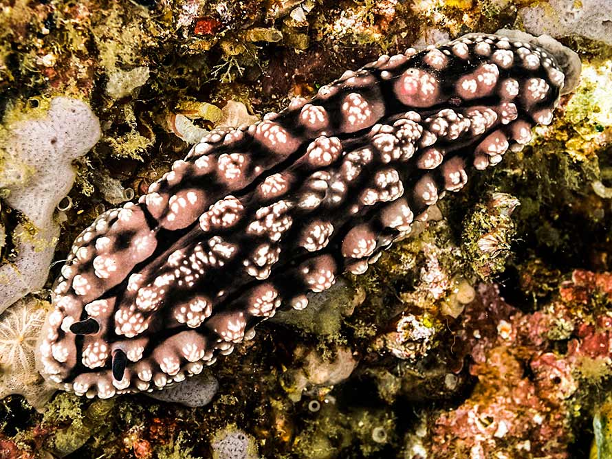 Phyllidiopsis fissuratus