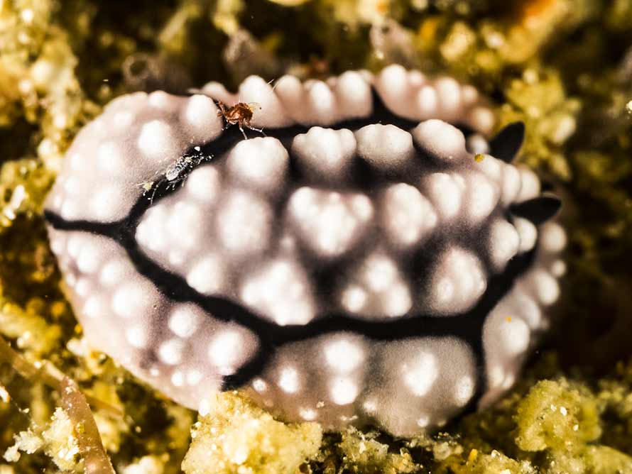 Phyllidiopsis krempfi