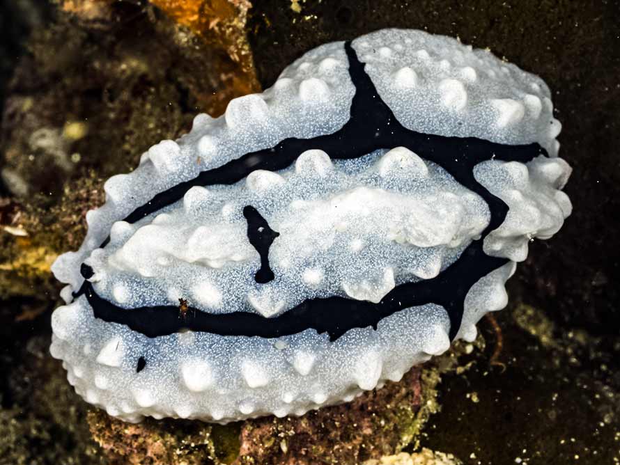 Phyllidiopsis shireenae