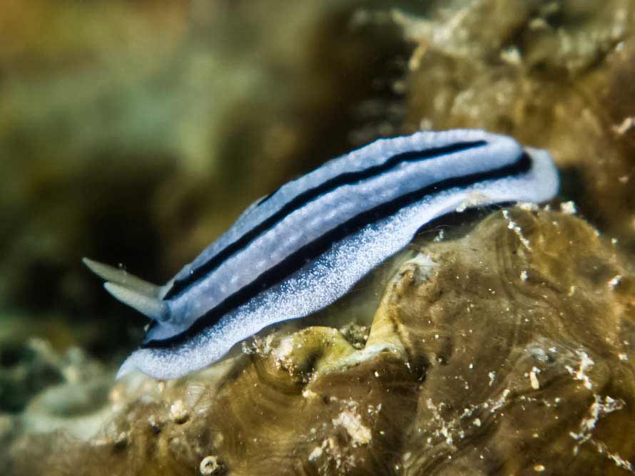 Phyllidiopsis striata