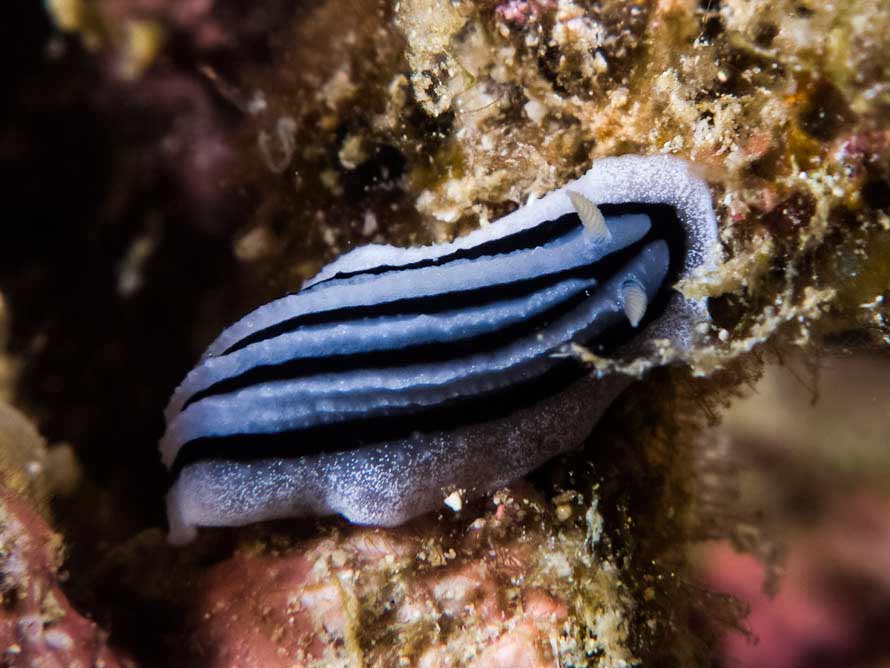 Phyllidiopsis xishaensis