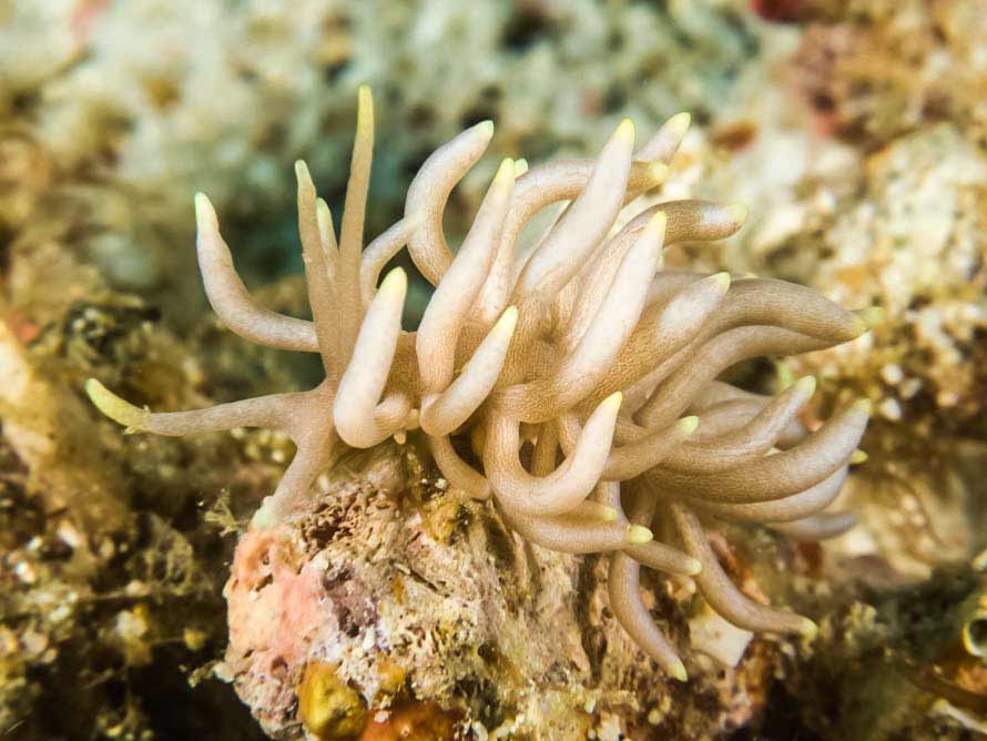 Phyllodesmium briareum