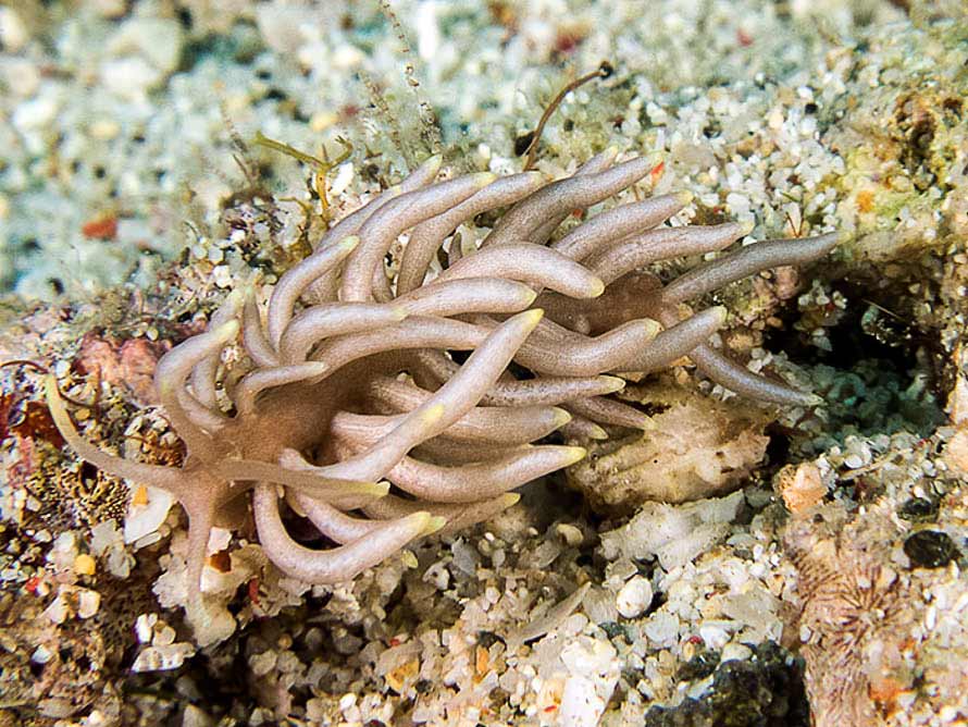 Phyllodesmium briareum