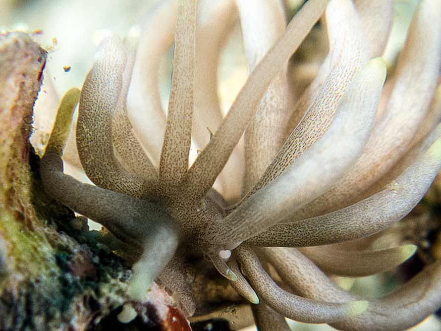 Phyllodesmium briareum