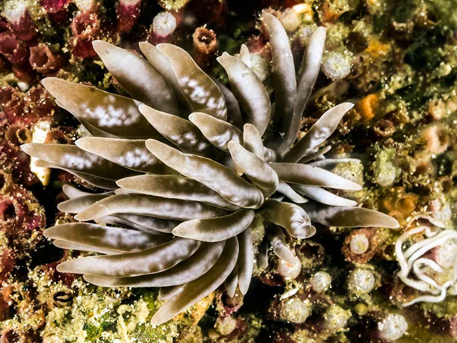 Phyllodesmium colemani