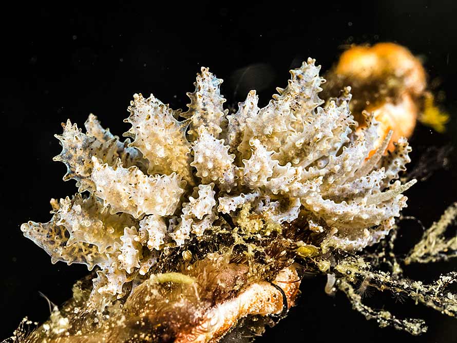 Phyllodesmium koehleri