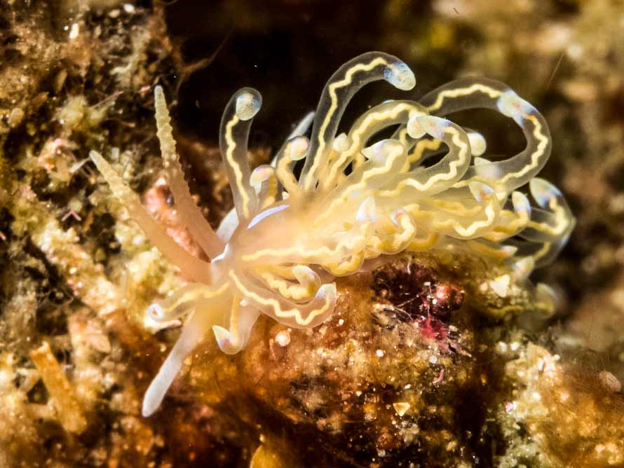 Phyllodesmium opalescens